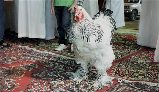 مرغی که 15 میلیون فروخته شد + عکس
