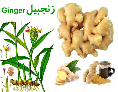 Ginger-plant54