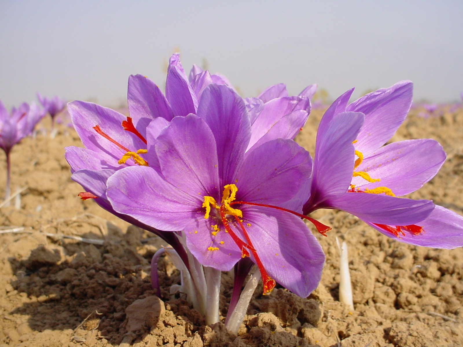 Iran saffron export