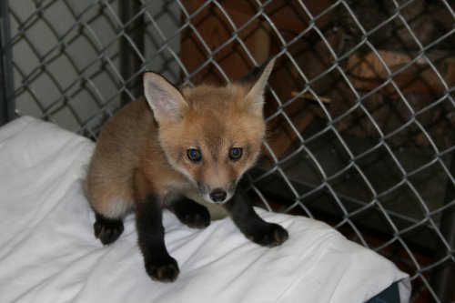 baby-fox-picture