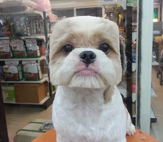 Pets Shape Up For A New Look In Taiwan