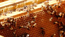 تولید-عسل